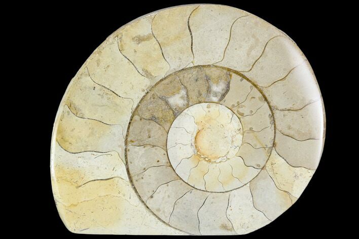 Polished Ammonite (Hildoceras) Fossil - England #104002